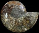 Bargian, Cut Ammonite Fossil (Half) - Agatized #69044-1